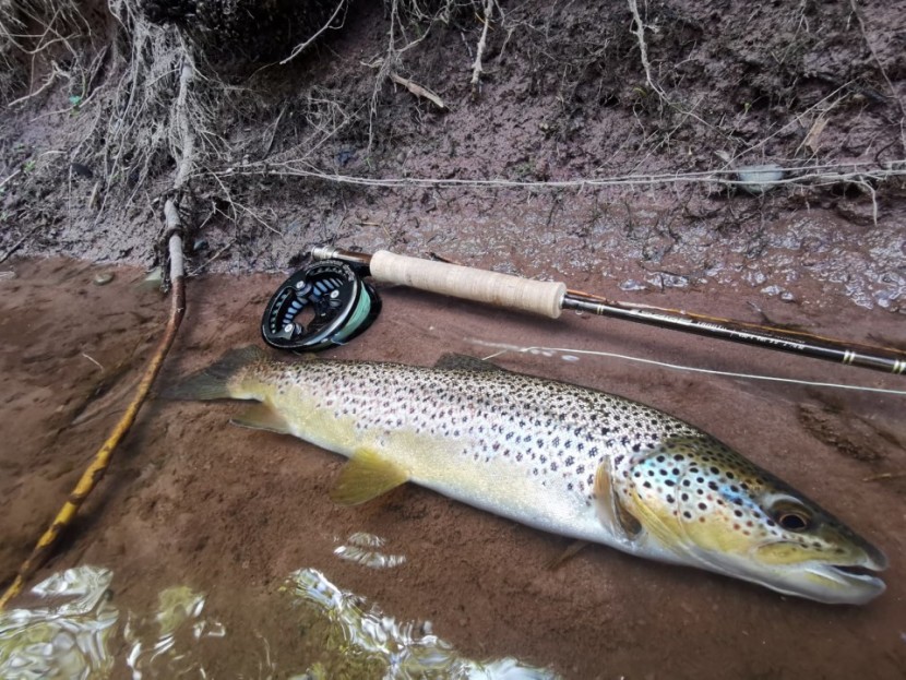Another Ashford House trout - AA of Crickhowell